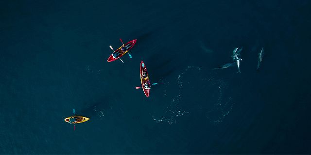 Kayaking dolphins west coast (6)